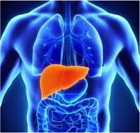 image of the liver